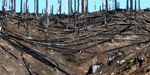 burned forest